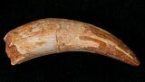 Large Rooted Cretaceous Crocodile Tooth - Long #18207-1